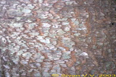 Buchanania lanzan